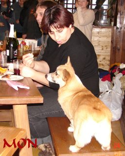 Корги кристмас